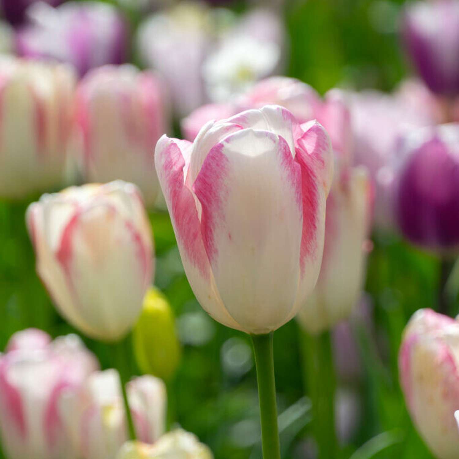 Tulipan 'Graceland'